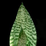 Sansevieria hahnii P1220499b.jpg